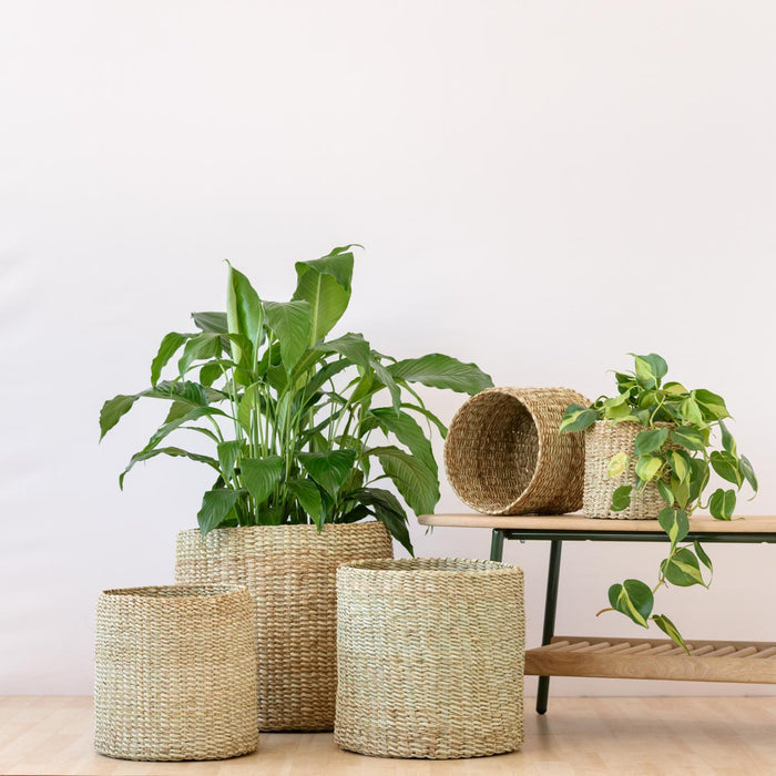 Grouping of woven Talala baskets to show sizing