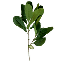 Banksia Leaves