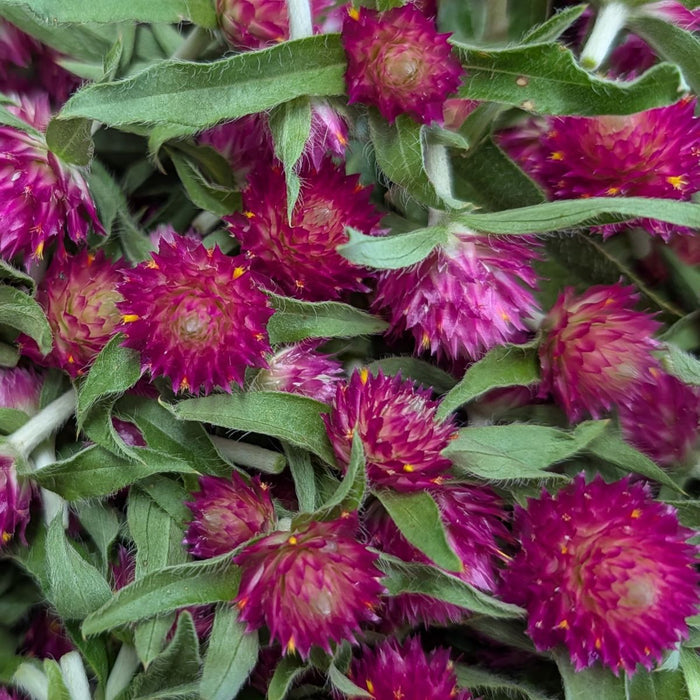 Fresh Edible Flowers - Gomphrena, Carmine