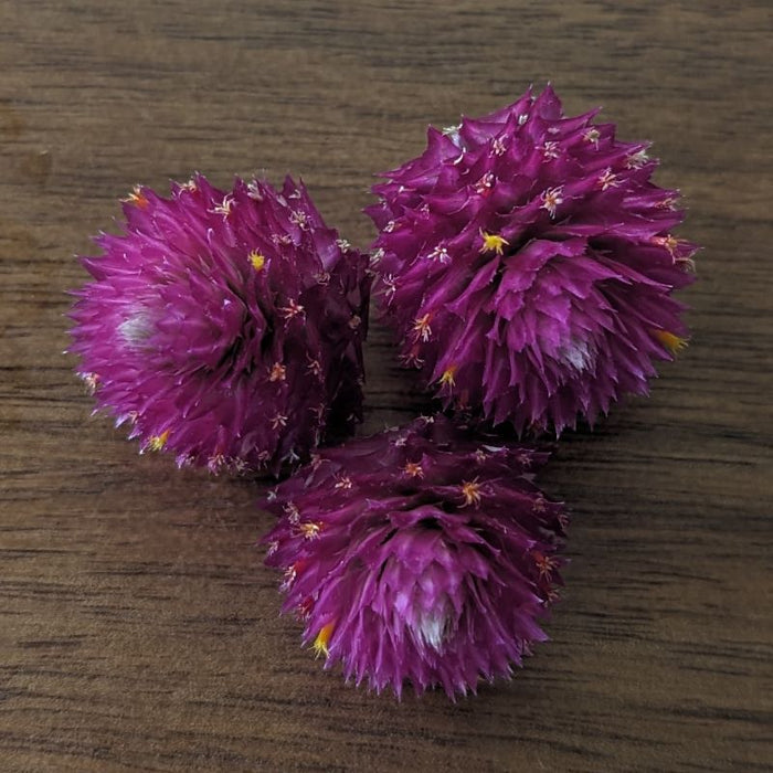 Fresh Edible Flowers - Gomphrena, Carmine