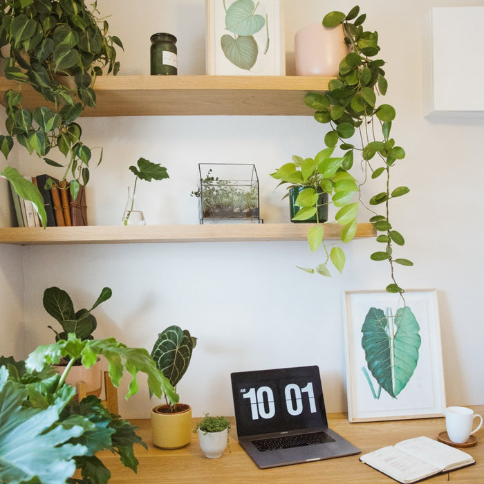 Hoya Australis - Shop Online!