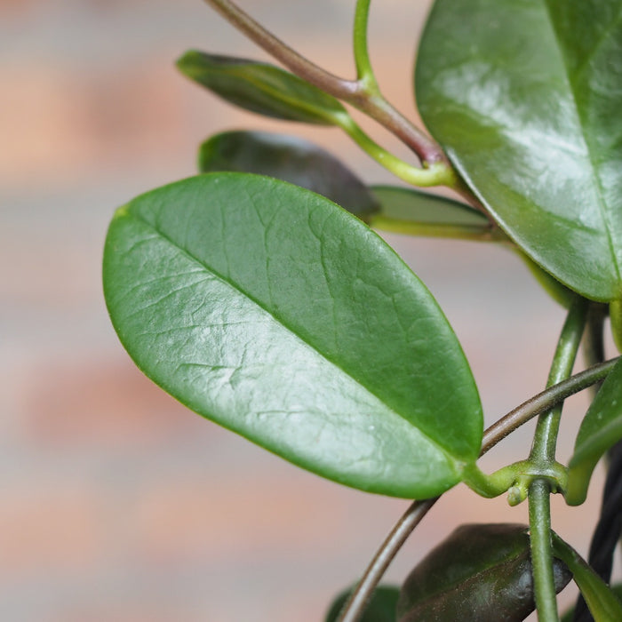 Hoya Australis - Shop Online!