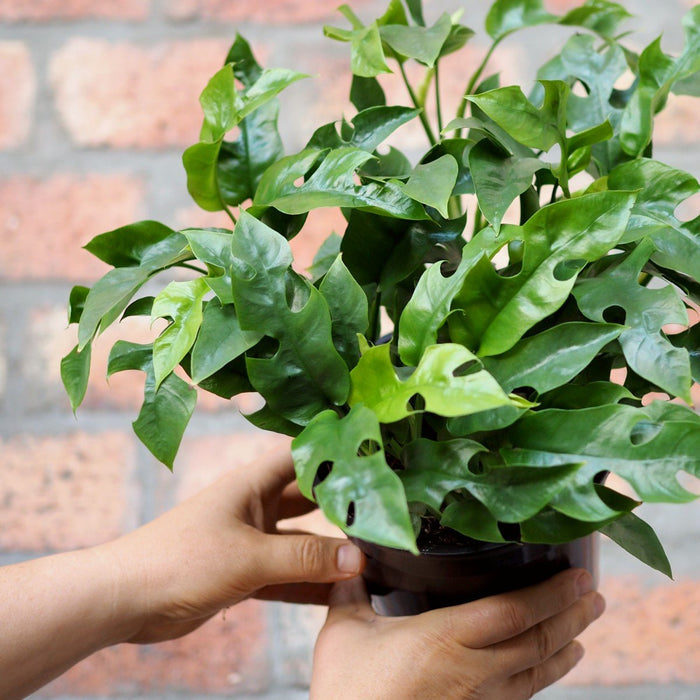 Mini Monstera - Bushy - Shop Online!