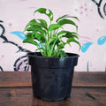 Mini Monstera - Bushy - Shop Online!