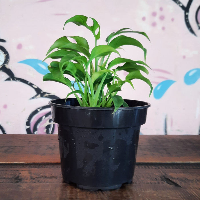 Mini Monstera - Bushy - Shop Online!