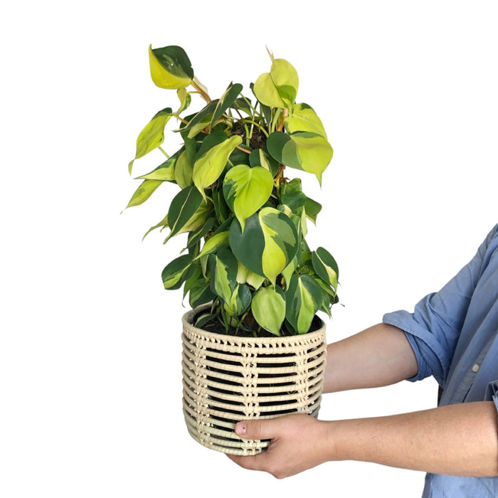 Philodendron Brasil - Mosspole showcased in a styled Shishi woven pot, highlighting its vibrant green-yellow variegated leaves.