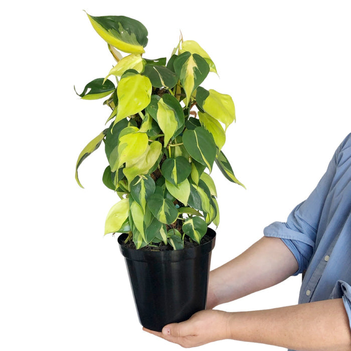 Philodendron Brasil - Mosspole in a Nursery pot held by a person, showcasing vibrant green-yellow patterned leaves.