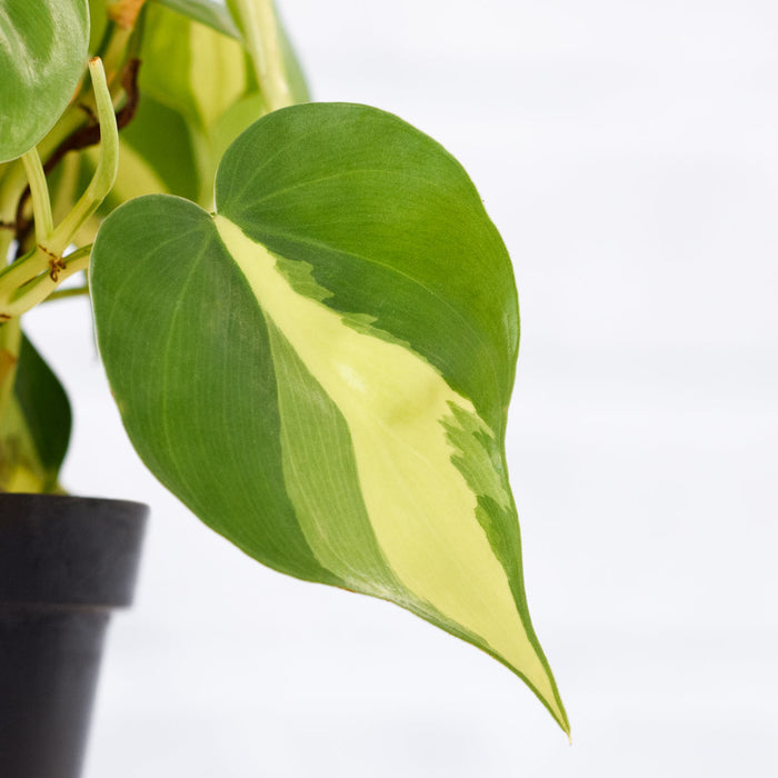 Philodendron Brasil - Mosspole leaf showcasing unique green-yellow variegation in a close-up view.