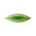 riviera-leaf-plate-18cm-green_Little-and-fox