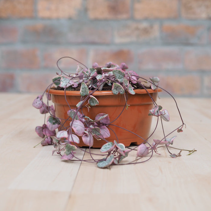 String of Hearts - Variegated - Shop Online!