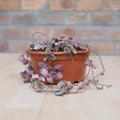 String of Hearts - Variegated - Shop Online!